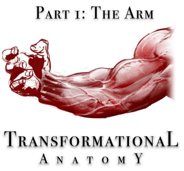 transformational-anatomy-part-1-the-arm-steven-zapata